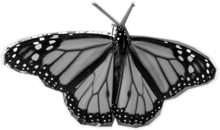 The Golden Years of Valley Queers: Why Thriving in the RGV is Possible