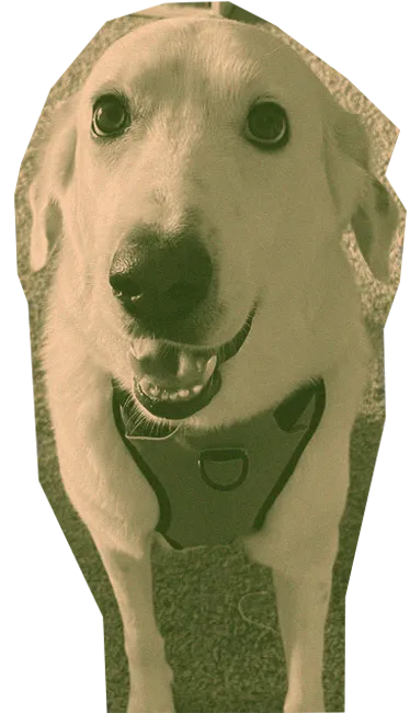 The City of Dogs in Sullivan: A Refuge for Strays