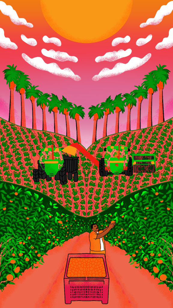 A person going down a road of orange trees picking the fruit. In the background, there are palm trees and tractors picking vegetables.