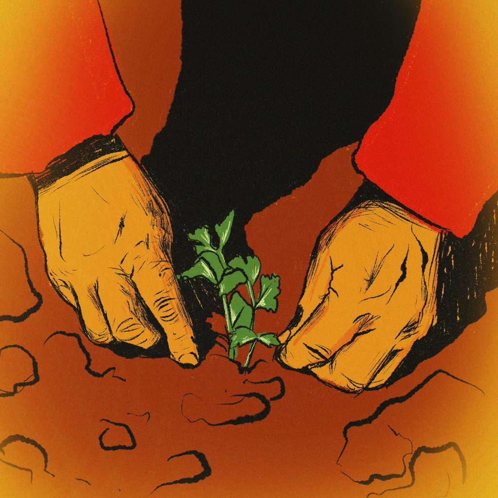 The hands of a farmer in the soil, taking care of a small growing crop.