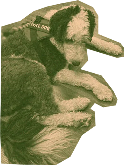 Service Dogs: Lifelines for People with Disabilities in the Rio Grande Valley