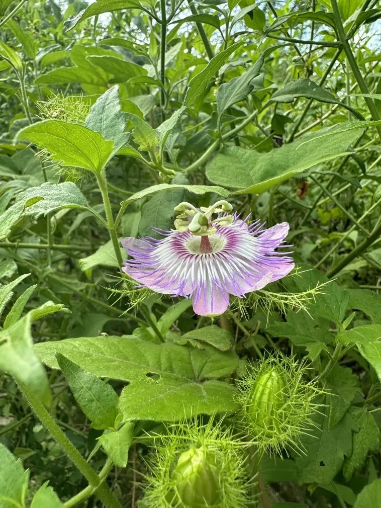 Stinking Passionflower (Passiflora foetida) is an RGV native and larval host plant for the Gulf Fritillary (Agraulis vanillae) butterfly. Photo by Alison Brovold.