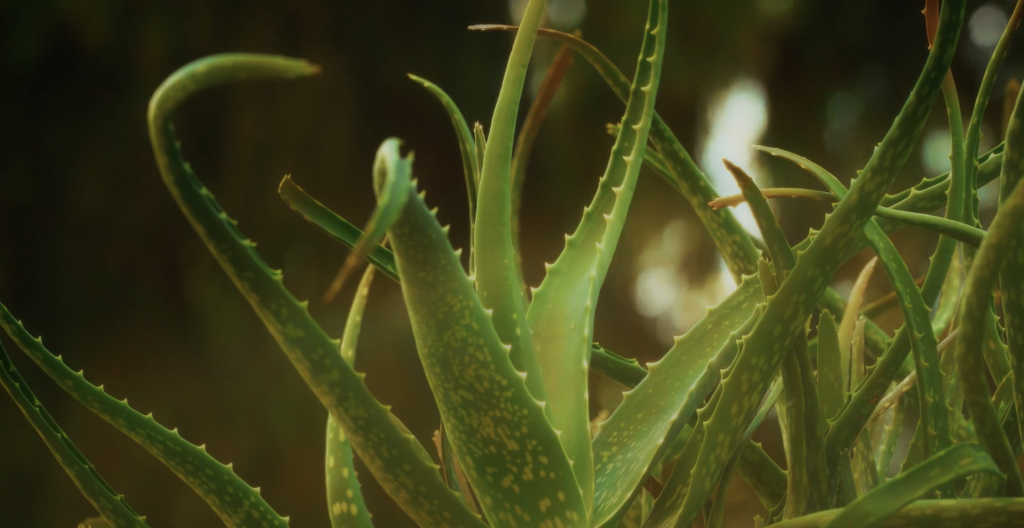 A closeup of an aloe vera plant.