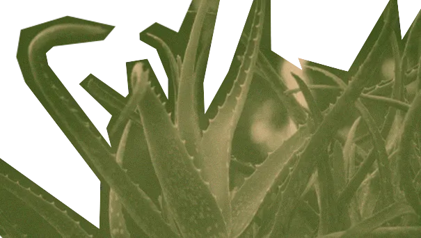 Seeds: Narratives of Queer Identity and Borderland Flora