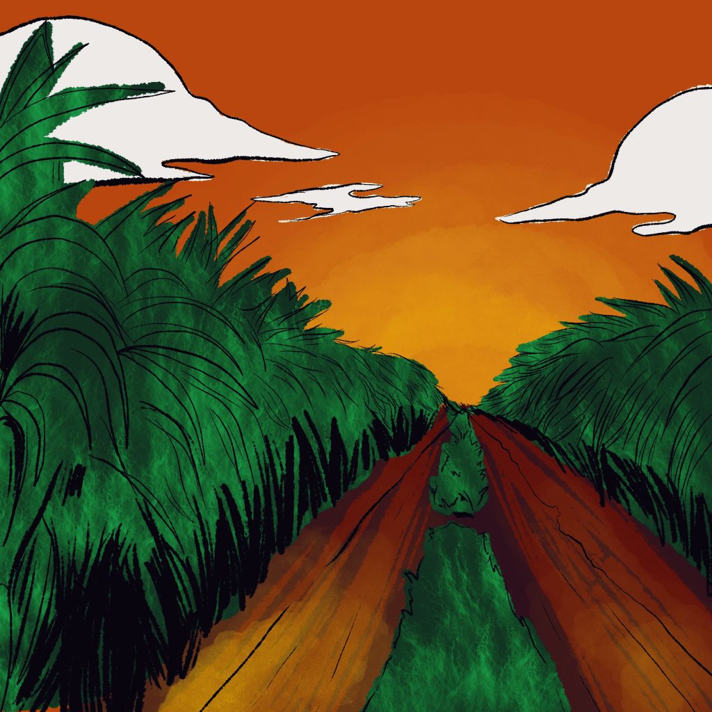 Illustration of a path surrounded by deep green sugar canes.