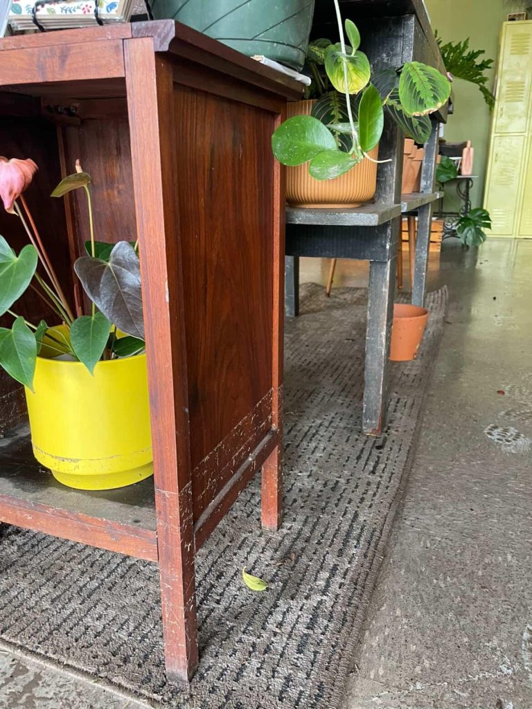 Image of the height of where the water reached inside a store, depicted by a line of debris stuck on furniture. Plants are in the background.