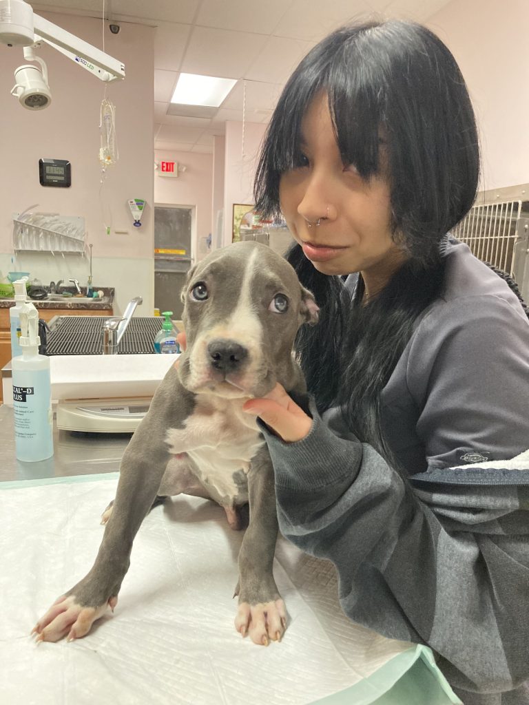 A girl holding a grey puppy.