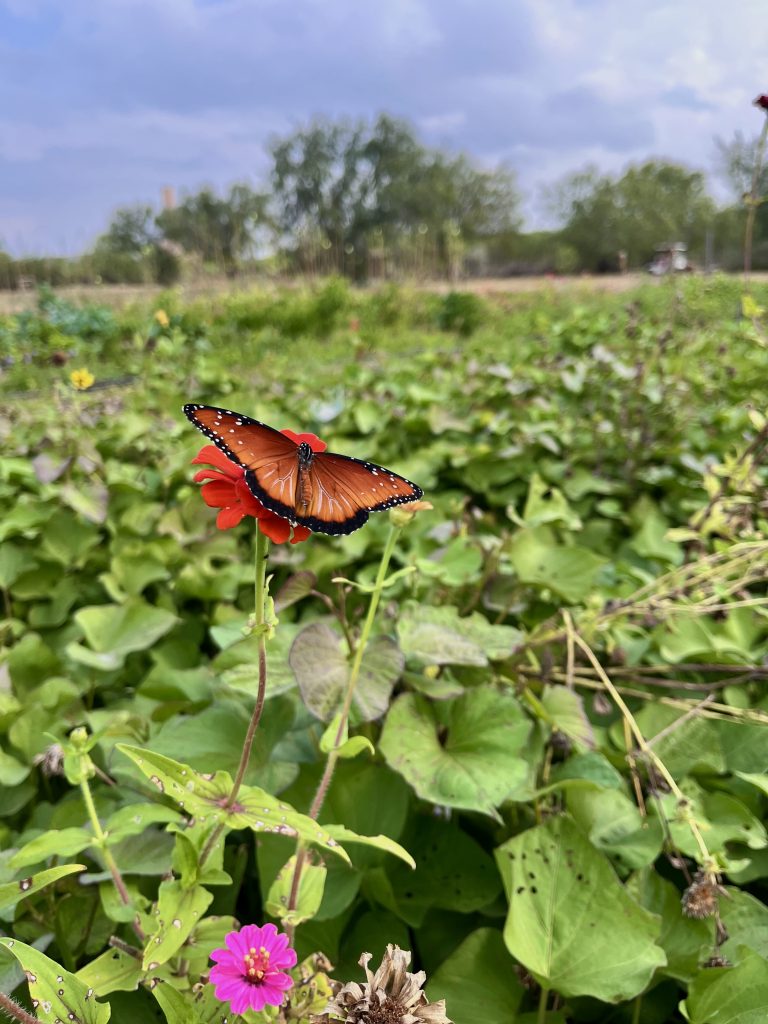 a small butterfly resting on a flower