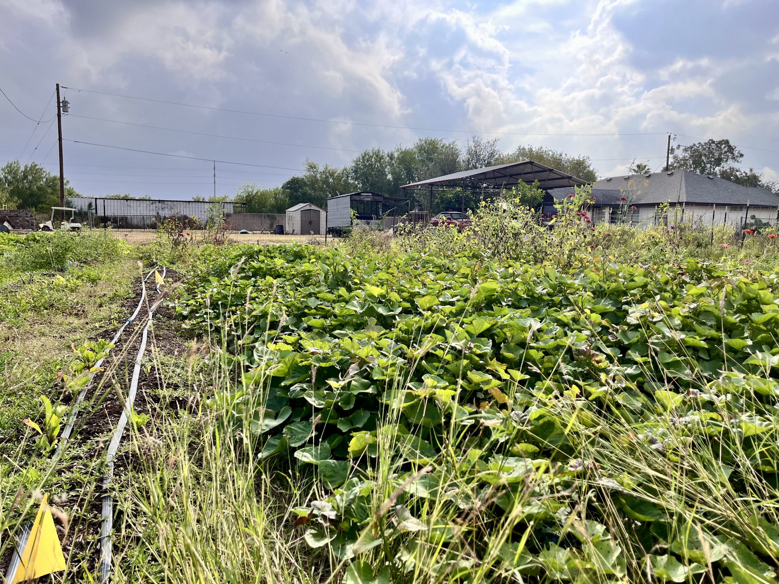 Rows of vegetables next to an irrigation system at Weaving Food Webs Farm. 