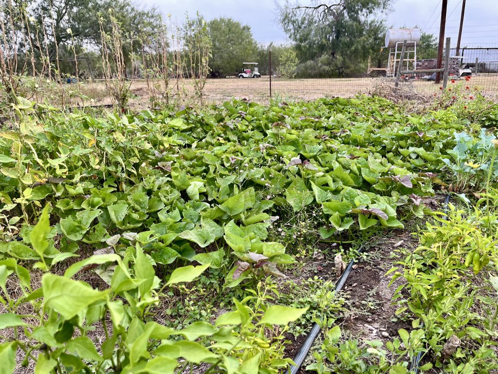 Rows of sweet potato leaves.